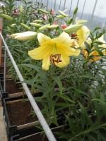 [1741 Belladonna No02.JPG]